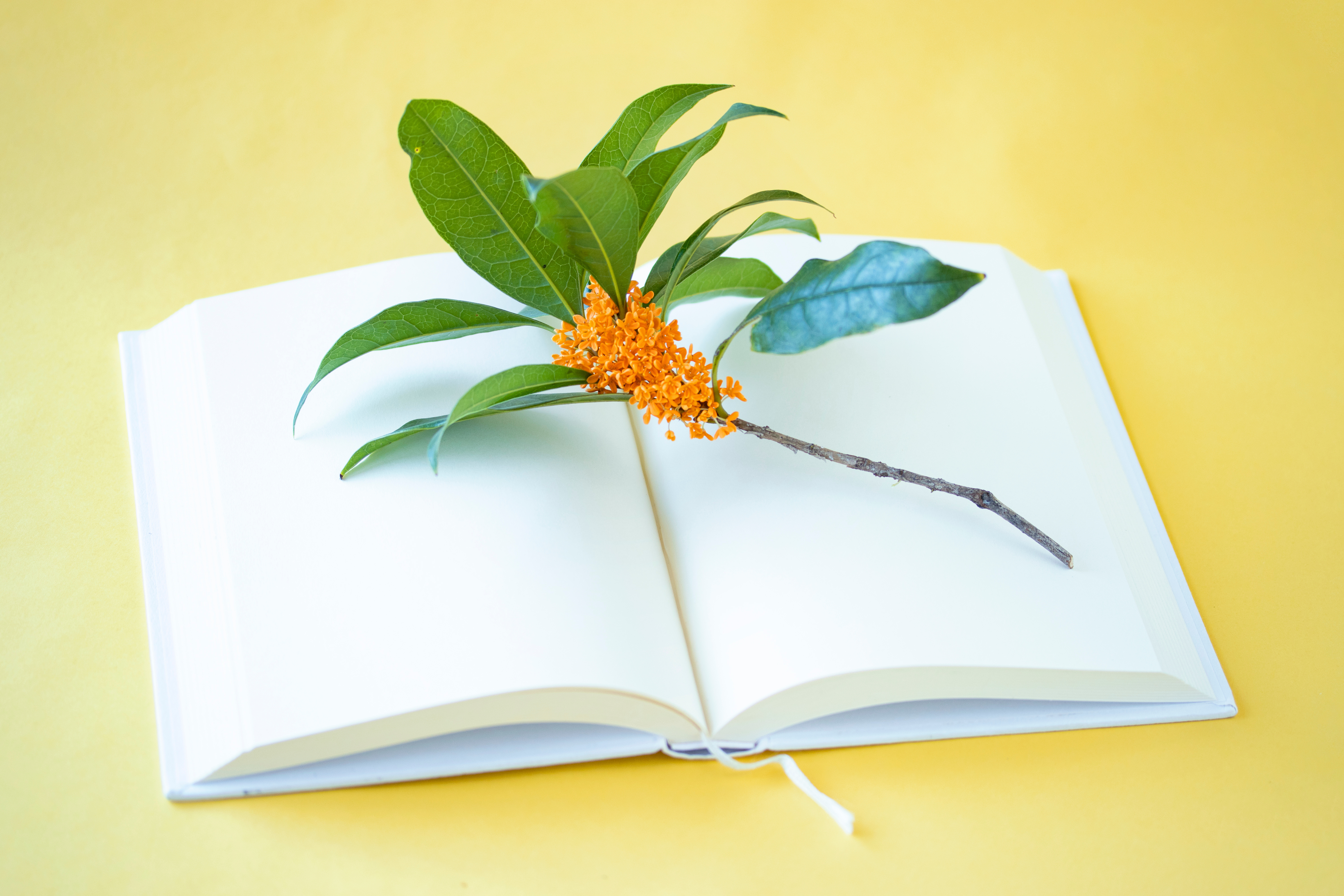 “キンモクセイ”なぜ人気？